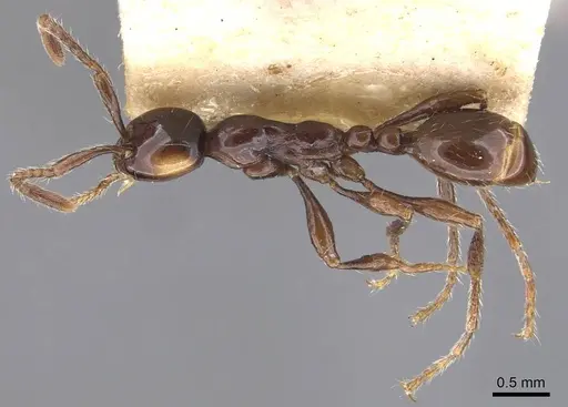 Aenictus breviceps specimen