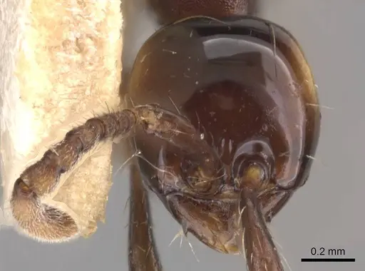 Aenictus breviceps specimen