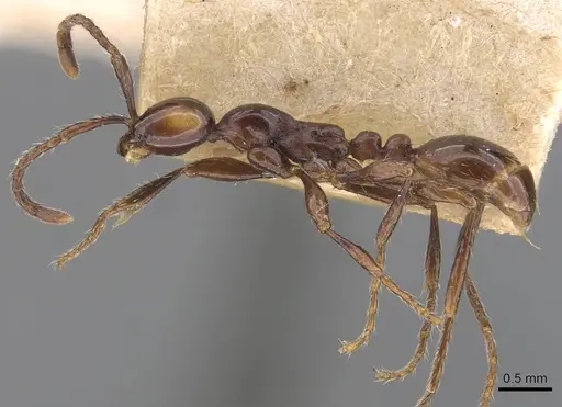 Aenictus breviceps specimen