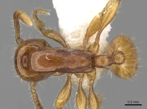 Aenictus brevicornis specimen