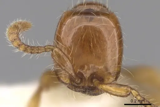 Aenictus brevicornis specimen