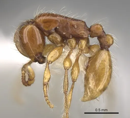 Aenictus brevicornis specimen