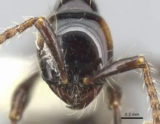 Aenictus brevinodus specimen