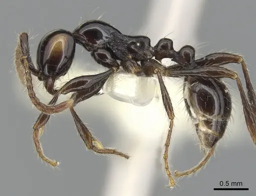 Aenictus brevinodus specimen