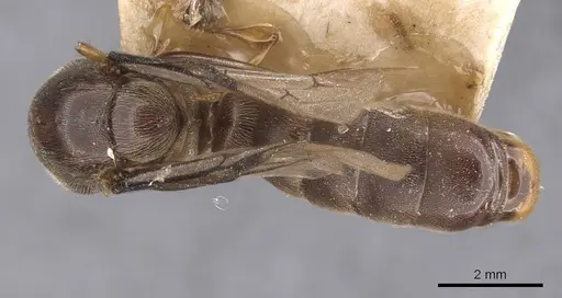 Aenictus buttelreepeni specimen