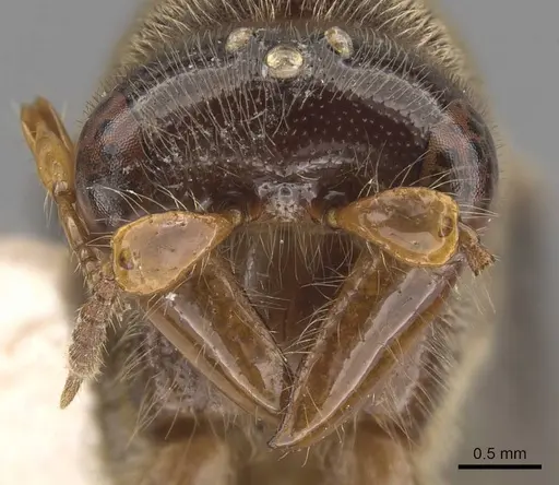 Aenictus buttelreepeni specimen