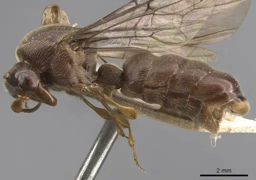 Aenictus buttelreepeni specimen