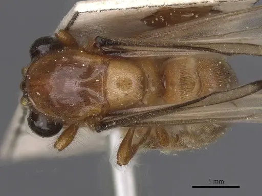 Aenictus buttgenbachi specimen