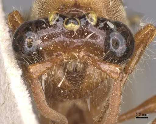 Aenictus buttgenbachi specimen