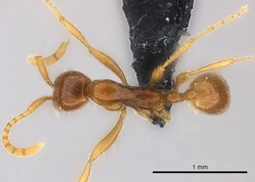 Aenictus camposi specimen
