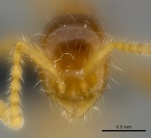 Aenictus camposi specimen
