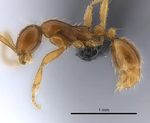 Aenictus camposi specimen