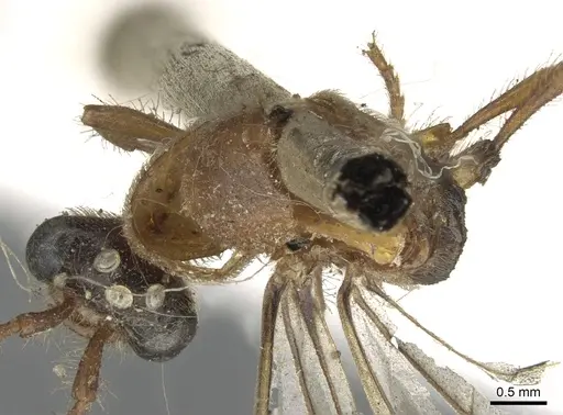 Aenictus certus specimen