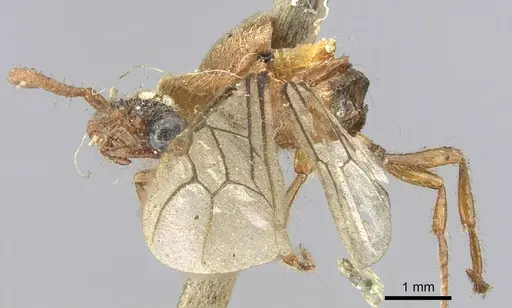 Aenictus certus specimen