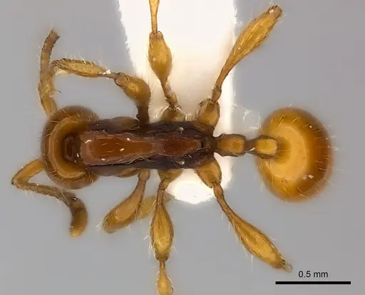 Aenictus ceylonicus specimen