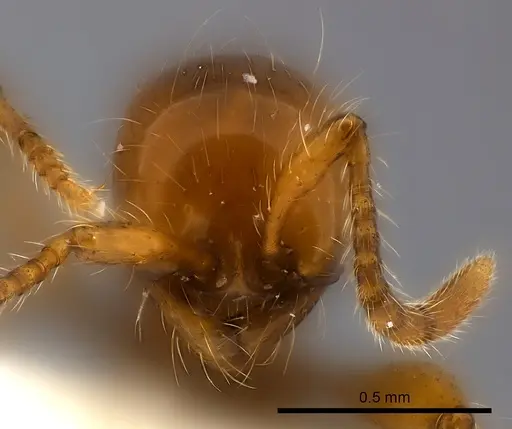 Aenictus ceylonicus specimen