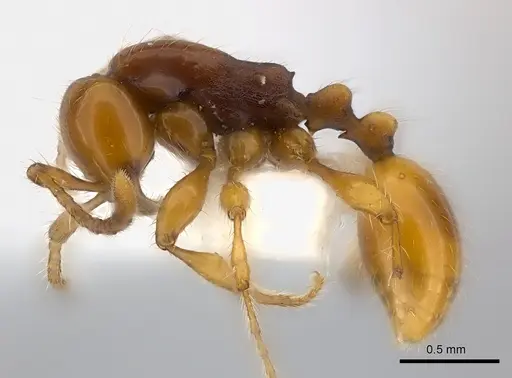 Aenictus ceylonicus specimen