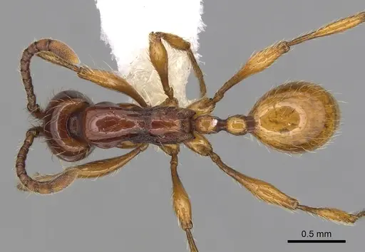 Aenictus ceylonicus - CASENT0249272