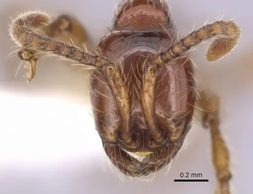 Aenictus ceylonicus - CASENT0249272