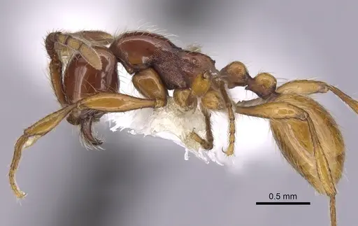 Aenictus ceylonicus - CASENT0249272