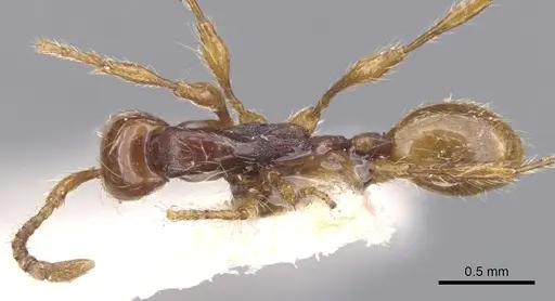 Aenictus ceylonicus - CASENT0902677