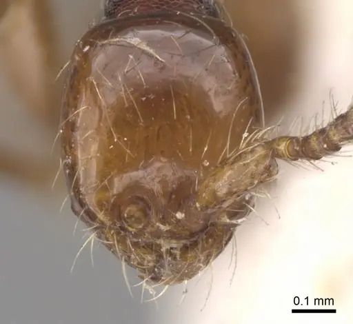 Aenictus ceylonicus - CASENT0902677