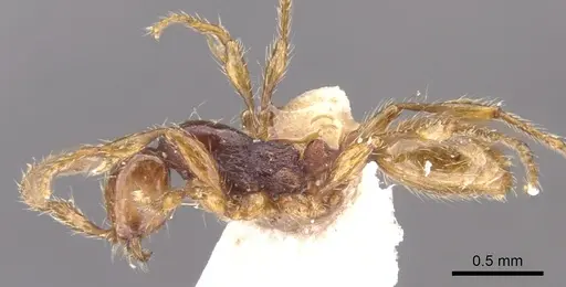 Aenictus ceylonicus - CASENT0902677