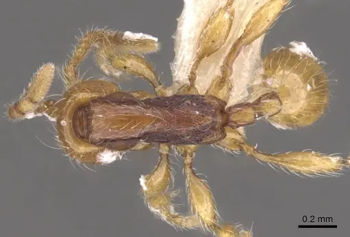 Aenictus ceylonicus - CASENT0902678