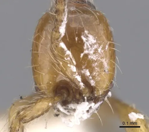 Aenictus ceylonicus - CASENT0902678