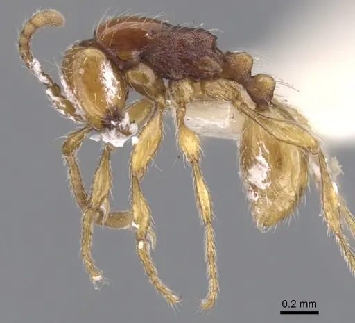 Aenictus ceylonicus - CASENT0902678