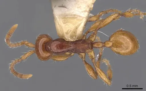 Aenictus ceylonicus - CASENT0905991