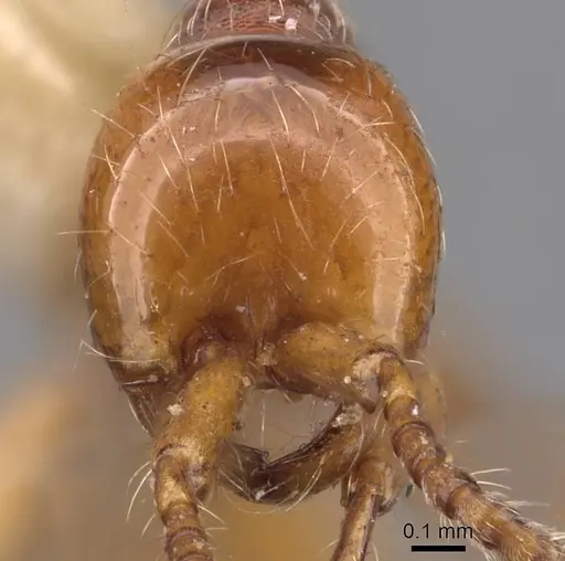 Aenictus ceylonicus - CASENT0905991