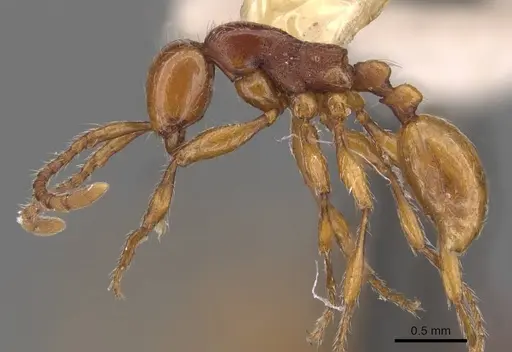 Aenictus ceylonicus - CASENT0905991