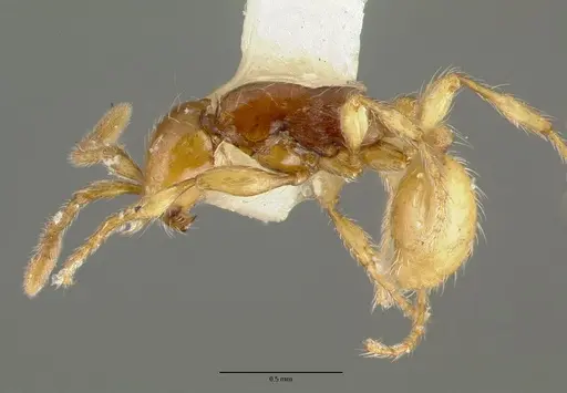 Aenictus ceylonicus - CASTYPE06956