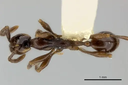 Aenictus chapmani specimen