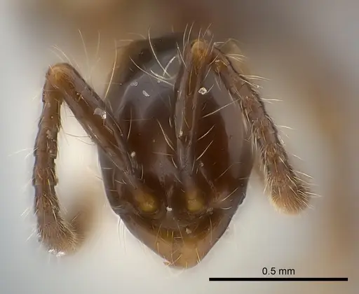 Aenictus chapmani specimen