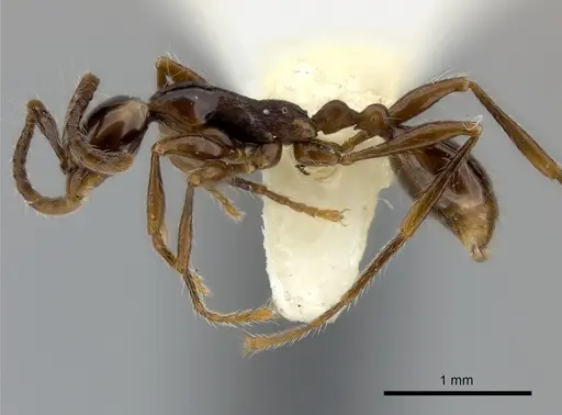 Aenictus chapmani specimen