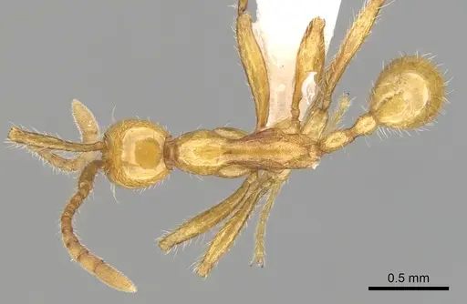 Aenictus chapmani - CASENT0249268