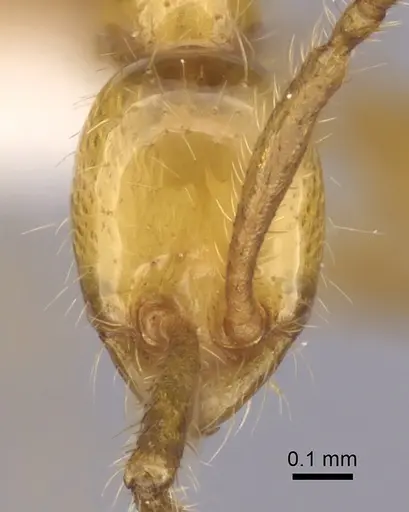 Aenictus chapmani - CASENT0249268