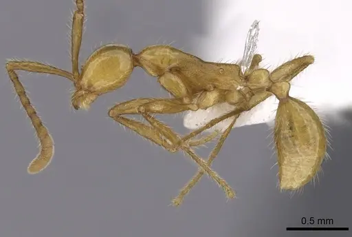 Aenictus chapmani - CASENT0249268