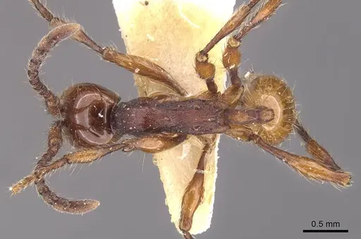 Aenictus chapmani - CASENT0905730