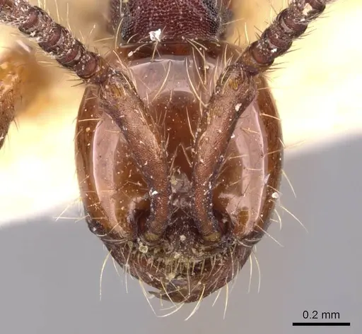 Aenictus chapmani - CASENT0905730