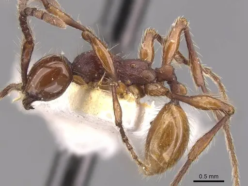 Aenictus chapmani - CASENT0905730