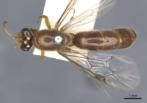 Aenictus clavatus specimen