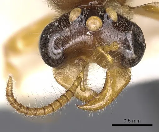 Aenictus clavatus specimen