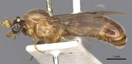 Aenictus clavatus specimen