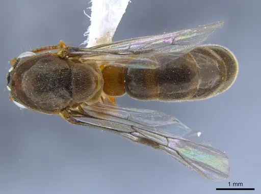 Aenictus clavitibia specimen