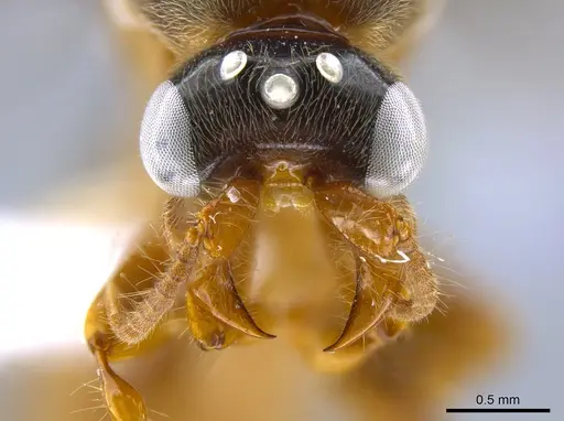 Aenictus clavitibia specimen