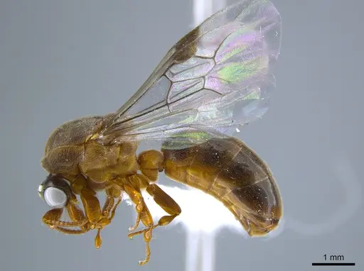 Aenictus clavitibia specimen