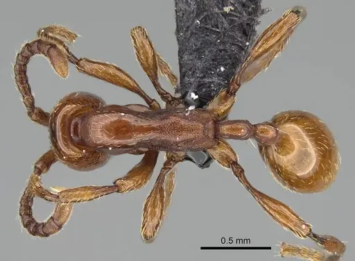 Aenictus congolensis specimen